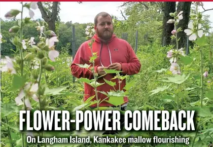  ??  ?? Trevor Edmonson stands framed by flowering Kankakee mallow on Langham Island. With several years of restoratio­n, Kankakee mallow is flowering and rebounding naturally on Langham Island.
| DALE BOWMAN/ FOR THE SUN- TIMES