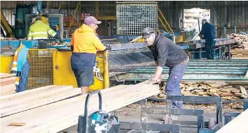  ?? ?? Longwarry sawmill workers are still hard at the job but their futures are clouded by the State Government’s decision to ban native timber harvesting at the end of the year and the mill heading for possible closure at the end of June.