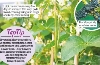  ??  ?? I pick runner beans every few days in summer. This stops pods from becoming stringy and tough, and keeps more coming