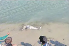  ?? HT PHOTO ?? . The dolphin reportedly died due to suffocatio­n after getting trapped in a fishing net.