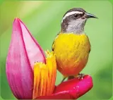  ??  ?? See the colorful bananaquit birds found in parks and forests around the city and island