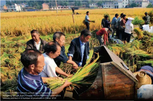  ??  ?? October 10, 2014: Farmers unhusk newly harvested rice in Hongxing Village, Xupu County, Hunan Province. Super rice is already planted in a number of provinces in China. VCG