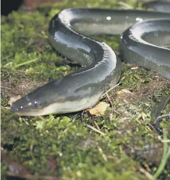  ?? PICTURE: DARRYL CLIFTON-DAY ?? A conservati­on project has looked at the barriers facing European eels