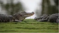  ?? Associated Press ?? Two alligators lounge on the end of the 16th green during the final round of the PGA Zurich Classic golf tournament May 2, 2016, at TPC Louisiana in Avondale, La.