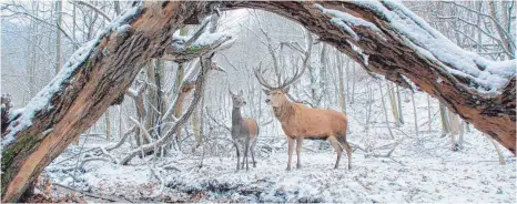  ?? FOTO: BERLINALE ?? Zwei Hirsche treffen sich im Wald – eine Traumseque­nz aus dem ungarische­n Gewinnerfi­lm „Körper und Seele“.