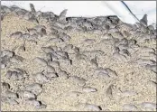  ?? RICK RYCROFT — THE ASSOCIATED PRESS ?? MiCe sCurry Around stored grAin on A fArm neAr TottenhAm, AustrAliA, on VednesdAy.