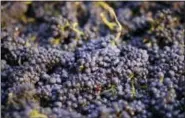  ?? ERIC RISBERG — THE ASSOCIATED PRESS FILE ?? These just-picked Pinot Noir grapes are in a bin in Napa, California. Regulators say they’re tightening the rules on a pesticide popular with farmers over new health concerns.