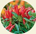  ?? 123RF ?? Chillies do extremely well in pots, and are prolific enough that one can supply the whole family.