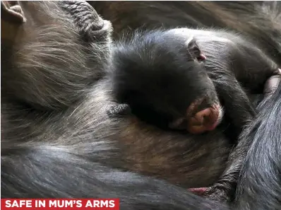  ??  ?? CUTE: The baby snuggles up to mum Heleen. Establishi­ng its lineage is vital for future breeding programmes