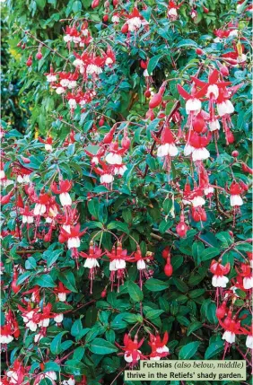  ??  ?? Fuchsias (also below, middle) thrive in the Retiefs’ shady garden.