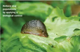  ?? ?? Reduce slug population­s by applying a biological control
