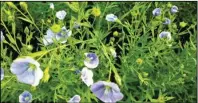  ?? (NDSU photo) ?? North Dakota is the largest flax-producing state in the U.S.