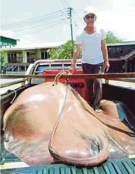  ?? [FOTO IHSAN PEMBACA] ?? Mazelen menunjukka­n pari gergasi berjaya ditangkap di perairan Sibuti, Miri, kelmarin.