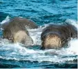  ?? Foto: Sri Lankan Navy, afp ?? Diese wilden Elefanten waren Wasser geraten. in tiefes