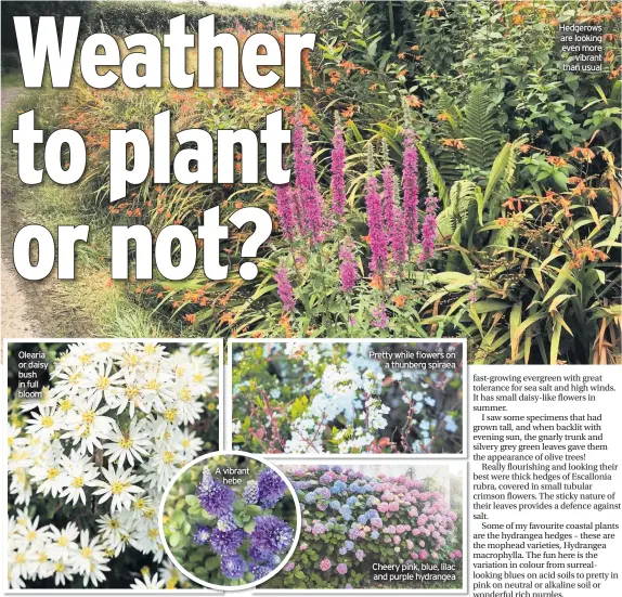  ??  ?? Olearia or daisy bush in full bloom
A vibrant
hebe
Pretty while flowers on
a thunberg spiraea
Cheery pink, blue, lilac and purple hydrangea
Hedgerows are looking even more
vibrant than usual