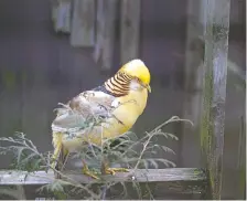  ?? FILES ?? A yellow golden pheasant is seen at the Harrison Park bird sanctuary in November 2017.