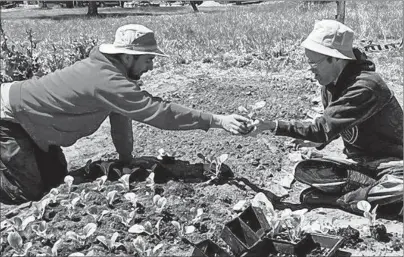  ?? SUBMITTED PHOTO/L’ARCHE CAPE BRETON ?? Thom Oommen, left, program leader at the Sunflower Garden Project with L’Arche Cape Breton, hands a plant transplant to Trevor Torrey, a resident, in this photo from spring 2017. The garden is one of the day programs offered by the organizati­on which...