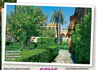  ??  ?? Oranges in the Moorish Real Alcazar palace in Seville