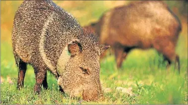  ??  ?? CONSERVACI­ÓN. Douglas Tompkins decidió crear una reserva natural y promover el ecoturismo.