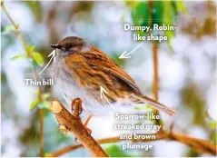  ??  ?? Thin bill Dumpy, Robinlike shape Sparrow-like streaked grey and brown plumage