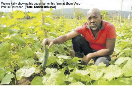  ?? (Photo: Garfield Robinson) ?? Wayne Kelly showing his cucumber on his farm at Ebony Agropark in Clarendon.