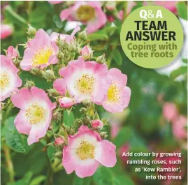  ??  ?? Add colour by growing rambling roses, such as ‘Kew Rambler’, into the trees