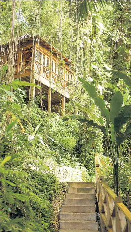  ?? CONTRIBUTE­D PHOTOS ?? Tree house in the middle of the jungle. Where is this place?