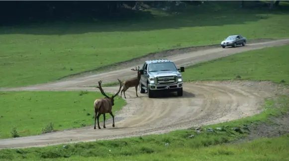  ?? SEAN KILPATRICK PHOTOS/THE CANADIAN PRESS ?? Vehicles make their way among the elk at Parc Omega. The park is home to many 15 species of animals, including caribou, coyotes, elk, red deer, black bears, boars and buffalo.
