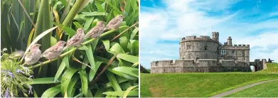  ??  ?? FAR LEFT Well, at least it’s not bird flu!
LEFT Pendennis Castle guards the mouth of the Fal Estuary