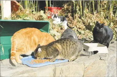  ?? Alex von Kleydorff / Hearst Connecticu­t Media ?? Feral cats get a meal with food supplied by Lori Baker who takes care to feed and shelter this feral cat colony and others in Norwalk on Sunday in Norwalk. Norwalk Animal Control forwards calls about cats to volunteers who trap stray cats, give them...