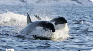  ?? ?? Orcas