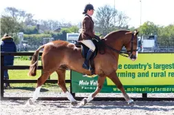  ??  ?? Bling Cobsby stands cob champion with Vicky Smith in the saddle