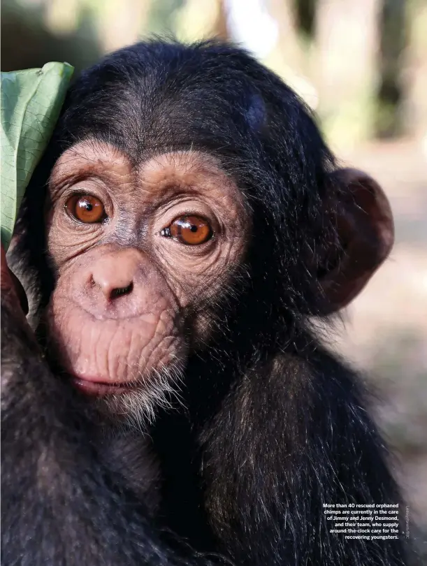  ??  ?? More than 40 rescued orphaned chimps are currently in the care of Jimmy and Jenny Desmond, and their team, who supply around-the-clock care for the recovering youngsters.