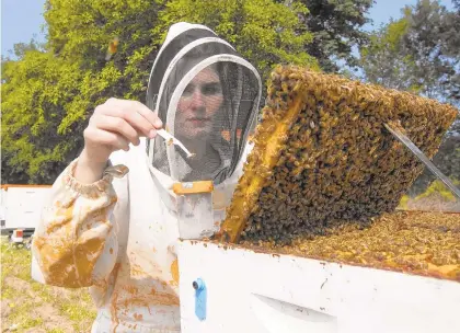 ?? NATALIE BEHRING/GETTY ?? An Oregon State University researcher last year collects bees, after which their blood was analyzed to determine the effects of pesticides on their immune systems. Bee population­s around the world are threatened by habitat loss, pesticides and diseases, researcher­s say.