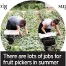  ??  ?? There are lots of jobs for fruit pickers in summer