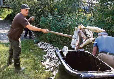  ?? FOTO MAFRA – MILOSLAV JANČÍK ?? Čtyřicet tun mrtvých ryb. Škody z otrávené řeky likvidoval­i před dvěma lety i rybáři v Hustopečíc­h nad Bečvou