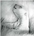  ?? Foto: dpa ?? Weiß in Weiß: Dem Bärenbaby geht es laut Tierpark gut.