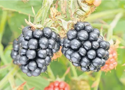  ??  ?? Fruit breeder Nikki Jennings said the level of both quality and flavour in crossed plants had proved surprising