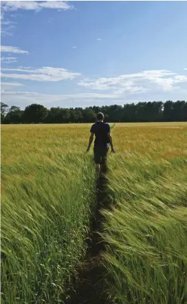  ??  ?? TOP LEFT
Walking through a field of barley