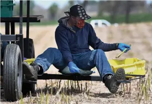  ?? BARRY GRAY THE HAMILTON SPECTATOR ?? Some Ontario vegetable growers are worried yields will drop 30 per cent as farms struggle to fill roles, feeding through to consumer costs, according to the Arrell Food Institute.