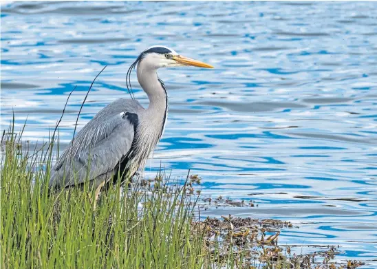  ?? ?? BIRD OF PEACE: Watching a heron’s total stillness by the waterline provided Jim with insights into his own craft as a nature writer.