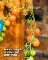  ??  ?? Tomato ‘Sungold’ has small and sweet fruits