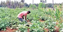  ??  ?? Thirumal working on his five acre farm near Madanur