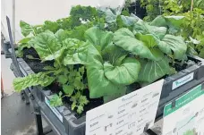  ?? Photos / Supplied ?? Vegetables don’t need a lot of room; the use of pots and containers and raised portable gardens such as vege pods allow gardening almost anywhere.