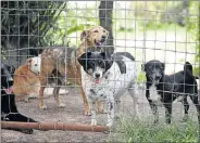  ?? Picture: ALAN EASON ?? REFUGE: Animal shelters are busy over holiday periods, when people give up the responsibi­lity of caring for them