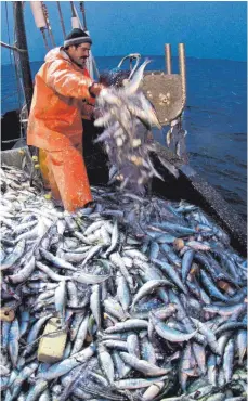  ?? FOTO: DPA ?? Ein Heringsfis­cher in Mecklenbur­g-Vorpommern holt seinen Fang ein. Heringe aus der Ostsee können Verbrauche­r laut WWF ohne Bedenken kaufen.