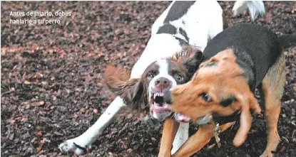  ?? ESPECIAL ?? Antes de jalarlo, debes hablarle a tu perro