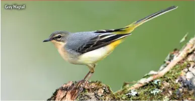  ??  ?? Grey Wagtail