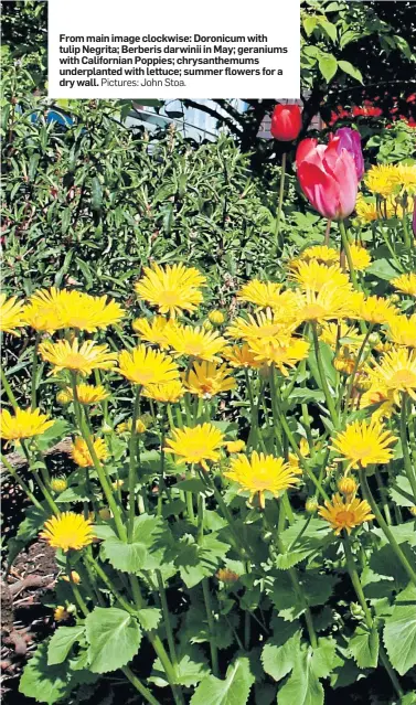  ??  ?? From main image clockwise: Doronicum with tulip Negrita; Berberis darwinii in May; geraniums with California­n Poppies; chrysanthe­mums underplant­ed with lettuce; summer flowers for a dry wall. Pictures: John Stoa.