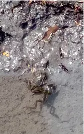  ??  ?? Frogs in a shrinking eddy on the Donald River,
Enjoying a swim on a hot day.